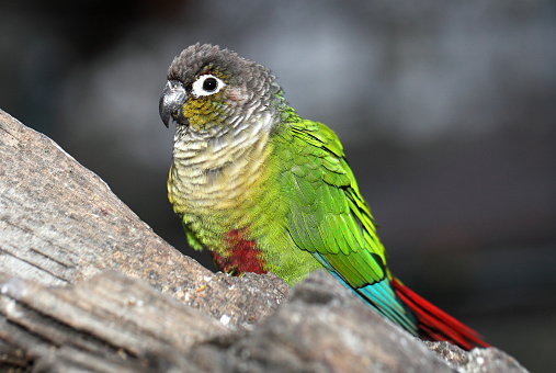 Colorful parrot.
