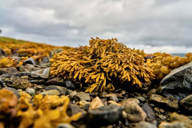 Close up of wet yellow slimy seaweed at low tide Isle of Mull, Sound of Mull. Scotland, Pod-weed. Sea Oak, Seaweed, Halidrys siliquosa cut weed stock pictures, royalty-free photos & images