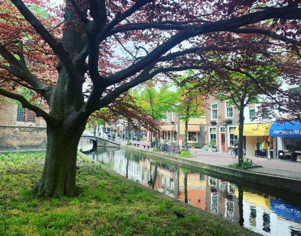 istock Tree near a canal in Delft 1462221191