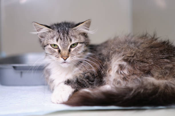 istock young cat sitting in the veterinary box 1462221338