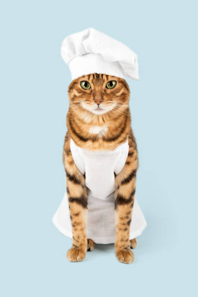 istock A cute red cat and a white chefs hat. Isolated on a colored background. Studio photo. 1462221384