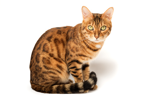 Bengal cat on white background sits sideways, looks aside.