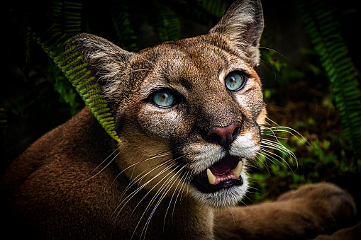 Portrait of a Florida Panther (North American cougar population in South Florida) in dense undergrowth in Everglades National Park.