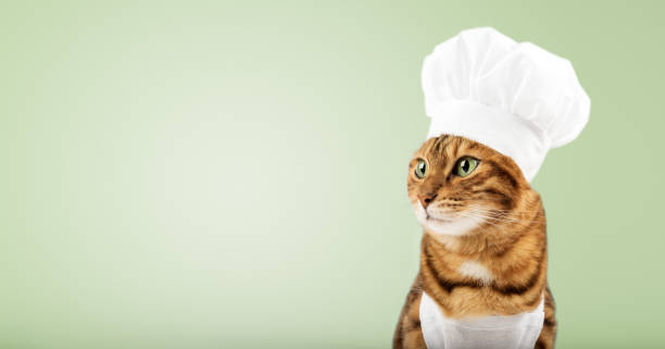 istock A cute red cat and a white chefs hat. Isolated on a colored background. Studio photo. 1462221582