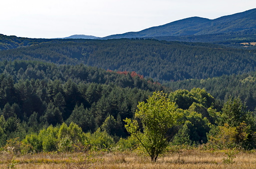Beautiful landscape of autumn meadow and forest in Plana mountain against the background of Vitosha mountain, Bulgaria