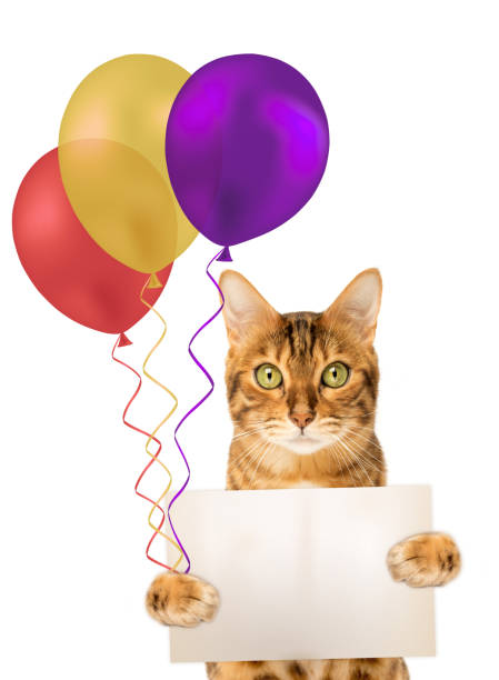 istock Red cat with colorful balloons and a card. 1462221679