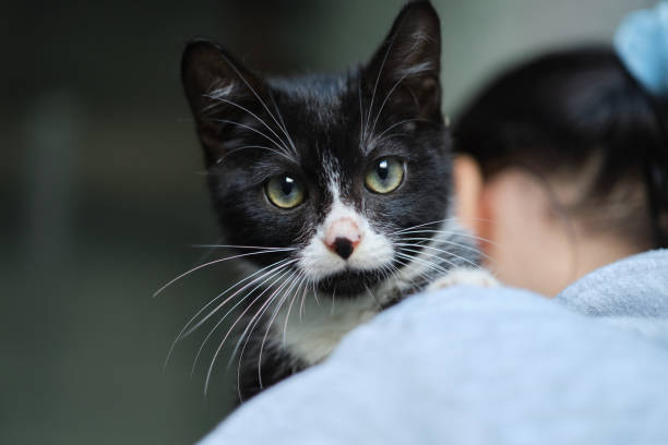 Female volunteer holding a stray cat in her arms. Female volunteer holding a stray cat in her arms. Kyiv, Ukraine. High quality photo purring stock pictures, royalty-free photos & images