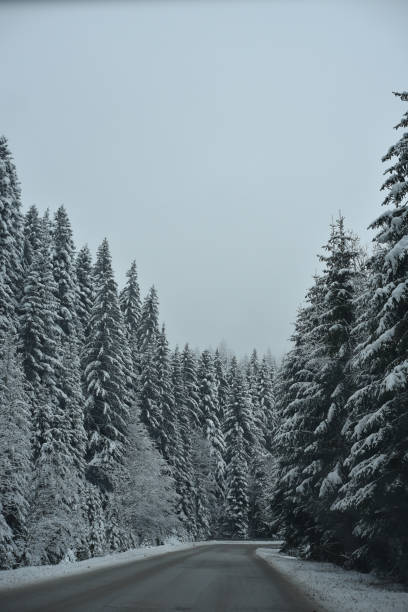 istock the road to the winter forest 1462223511