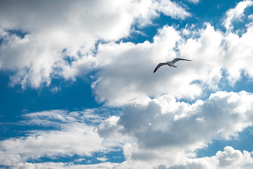 Low angle view of a Japanese seabird called kamome gull or seagull flying with outstretched wings in a blue sky.