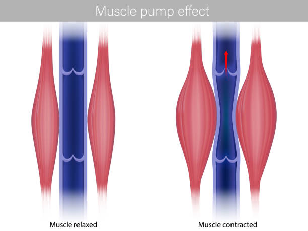 ilustraciones, imágenes clip art, dibujos animados e iconos de stock de efecto bomba de músculo esquelético. ilustración del efecto de la bomba muscular sobre el retorno venoso y la sangre muscular. músculos de la pantorrilla contraídos y relajados - human vein illustrations