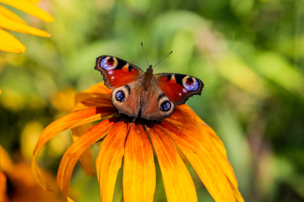 istock Butterfly Peacock Eye sits on a yellow rudbeckia flower 1462228107