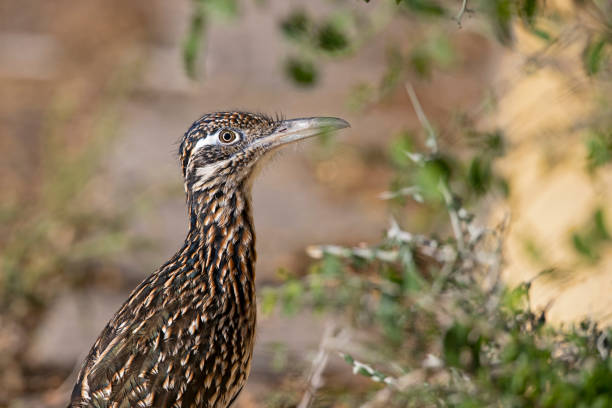 istock A closeup of a greater roadrunner (Geococcyx californianus) in Texas. 1462228862