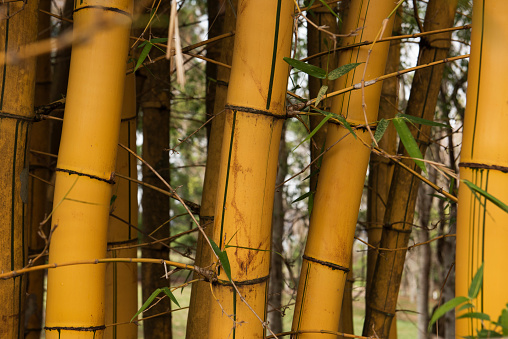 Giant yellow bamboo, ideal for construction