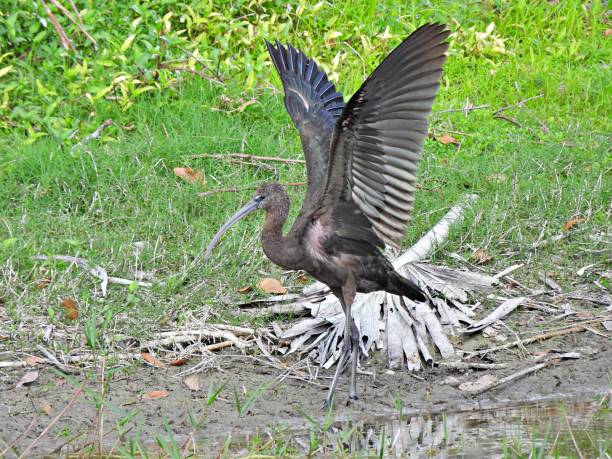 istock Glossy Ibis (Plegadis falcinellus) - in the wetlands with spread wings 1462229638