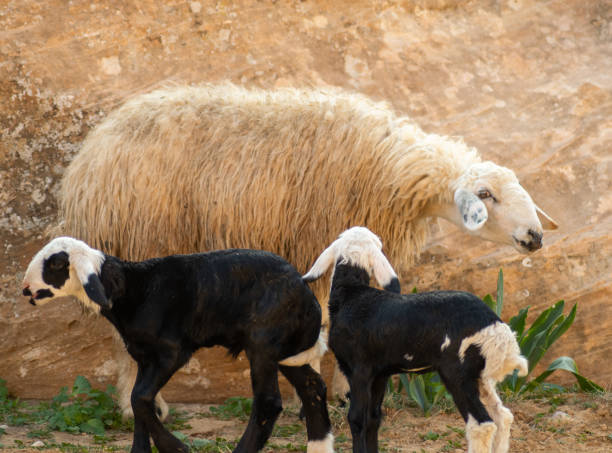 istock goats on the hiking trail, Petra 1462230895