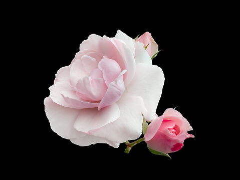 Pink roses arrangement isolated on black background.