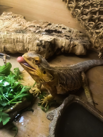 Bearded dragon being fed a worm
