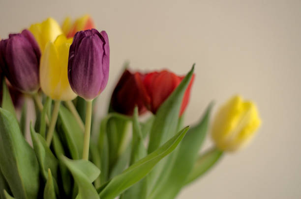 istock Bouquet of colourful tulips 1462232555