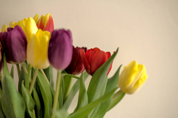 istock Bouquet of colourful tulips 1462232576