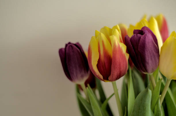 istock Bouquet of colourful tulips 1462233210