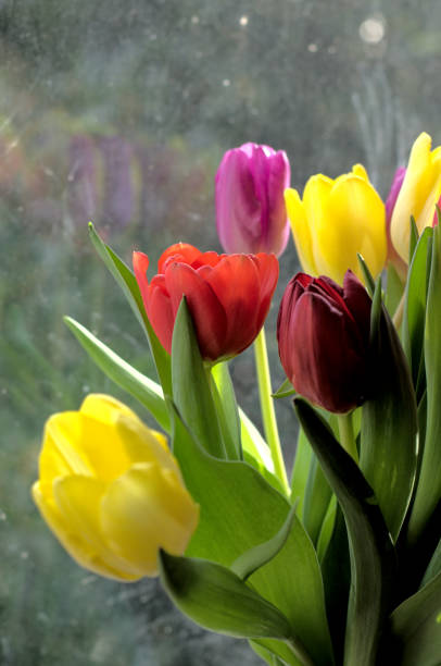 istock Bouquet of colourful tulips 1462233212