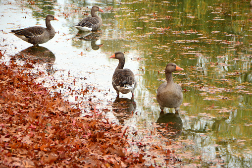 Autumn:  Four greylag goose standing in shallow water near a water`s edge covered with oak leafs.