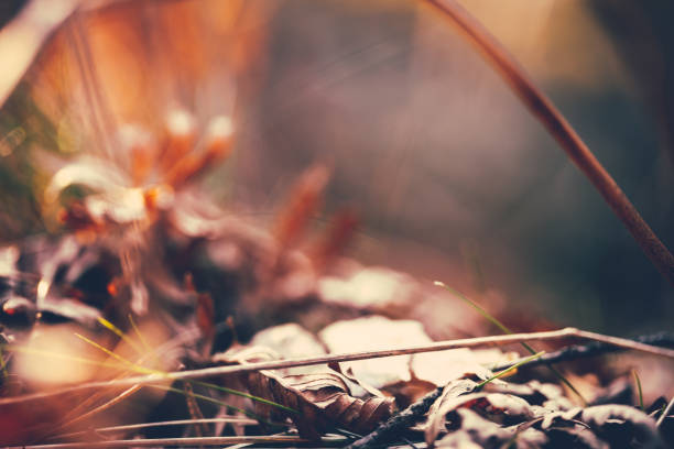 Macro photo of dried leaves. Autumn background.