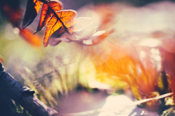 istock Abstract nature background. Dried leaves on the blurred background. 1462237014