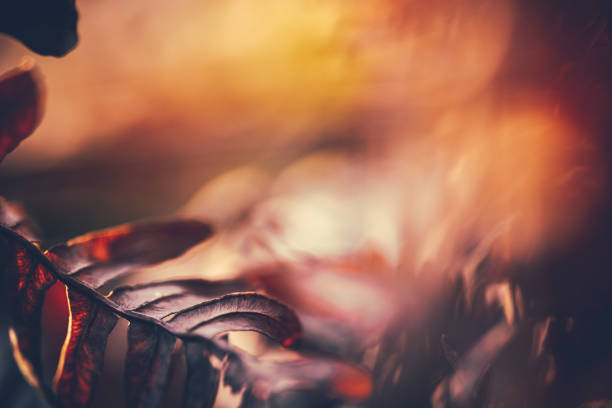 istock Abstract nature background. Dried leaves on the blurred background. 1462237020