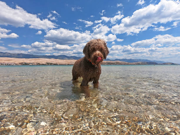 Wet Lagotto Romagnolo playning in water Lagotto Romagnolo playning in water lagotto romagnolo stock pictures, royalty-free photos & images