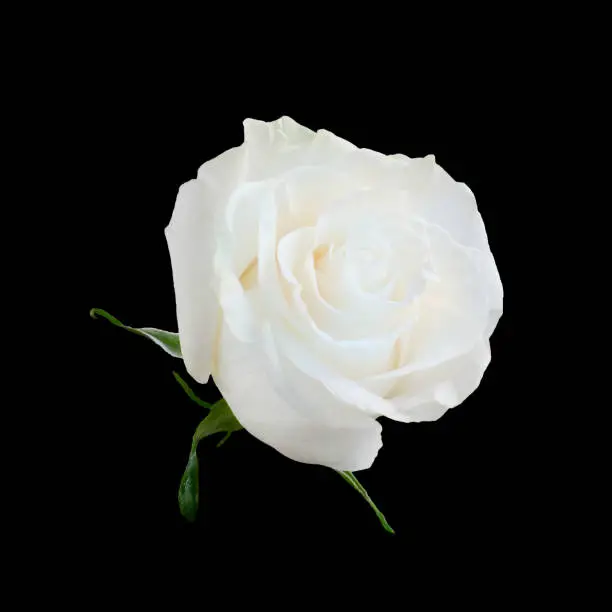 Photo of White rose isolated on a black background