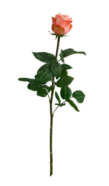 Bright pink rose with green leaves isolated on white