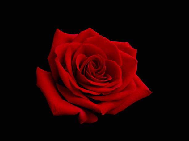 istock Dark red rose is on black background 1462242238