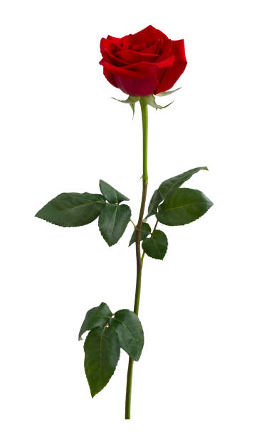 istock Dark red rose with green leaves isolated on white 1462242325
