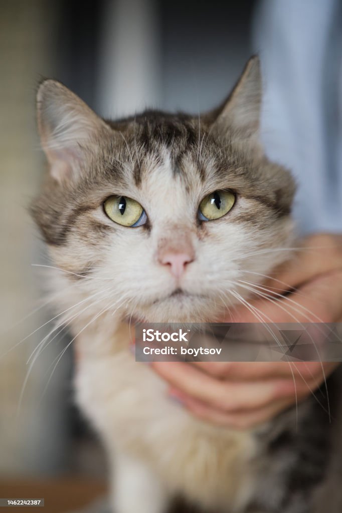 Cute Tabby Cat Lying Down On The Coach Concept Of Funny Face And Green Eyes  Stock Photo - Download Image Now - iStock