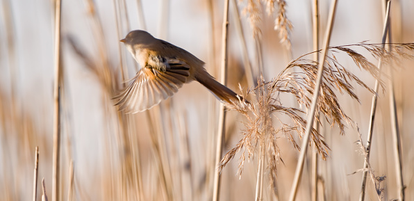 Feale bearded reedling flying between common reed straws.