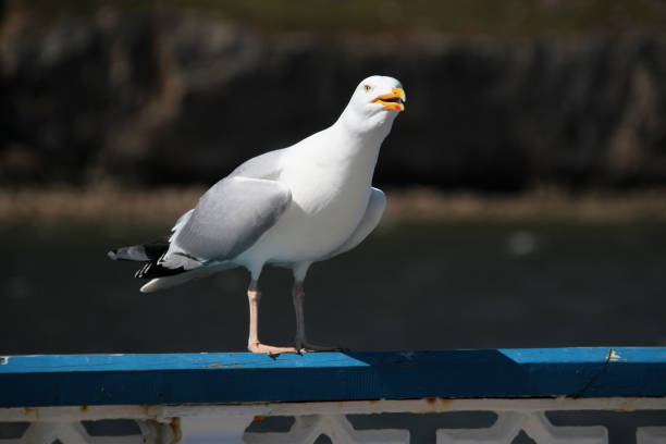 istock A view of a Herring Gull 1462245712