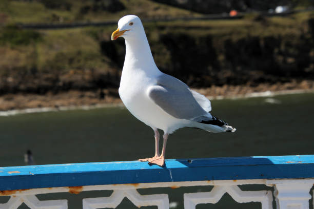 istock A view of a Herring Gull 1462245941