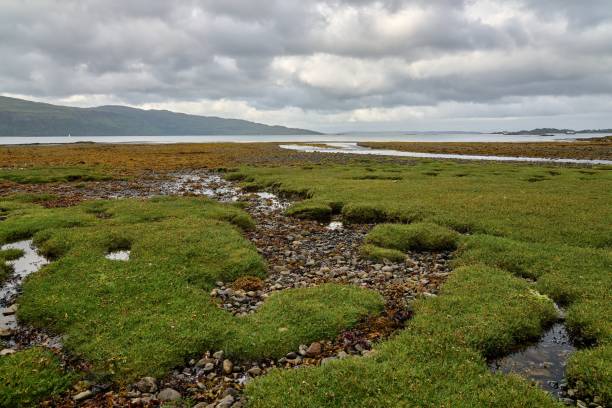 Isle of Mull, Sound of Mull, Scotland