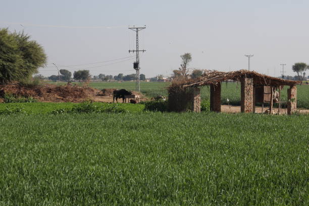 Multan Pictures | Download Free Images on Unsplash