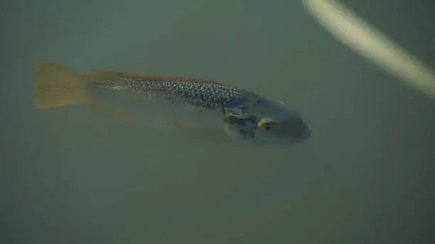 Photo of Freshwater tilapia is under the water. A fast growing freshwater fish