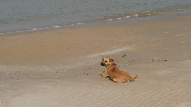 istock Lonely and sad dog waiting for his master on the seafront 1462253057