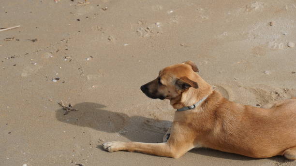 istock Lonely and sad dog waiting for his master on the seafront 1462253080