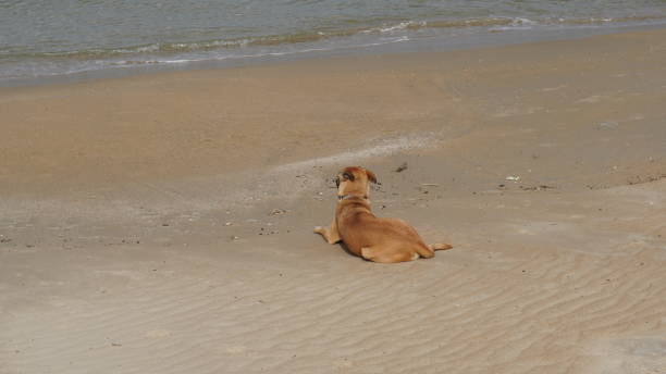 istock Lonely and sad dog waiting for his master on the seafront 1462253083