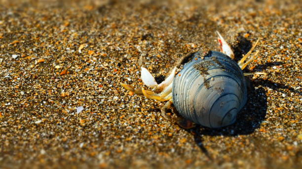 istock Crustacean sea life on the beach 1462253132
