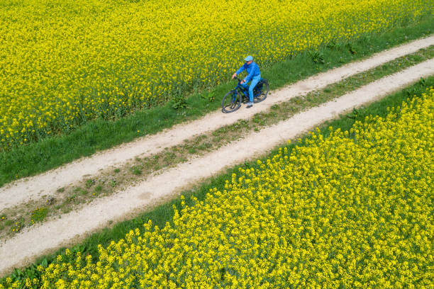 istock Woman Riding Bicycle Between Blooming Canola Fields in Spring, Aerial View 1462253649