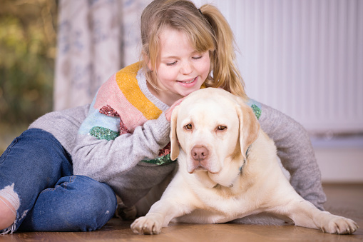 group of two labradors retrievers looking to side and laying down on top on white background