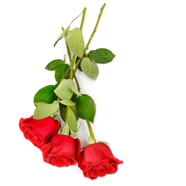 istock Bouquet of roses isolated on white . Free space for text. 1462258056