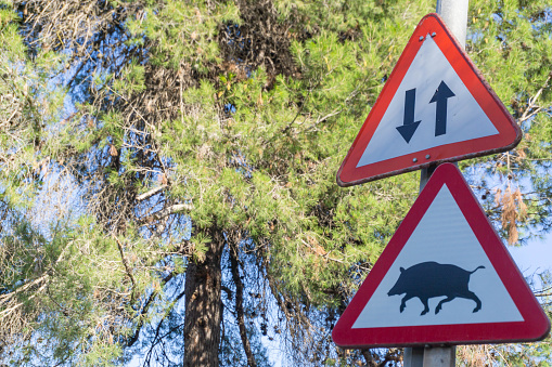 Traffic sign warning wild boars and road in two directions