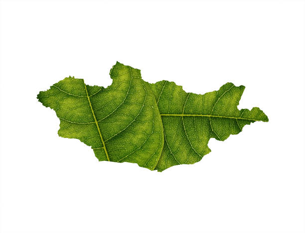 istock Mongolia map made of green leaves on soil background ecology concept 1462259135